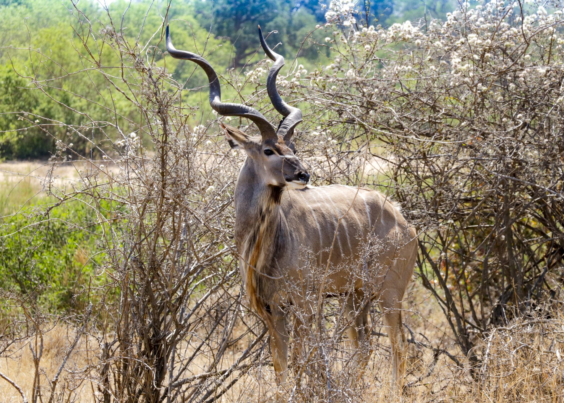 Kudu